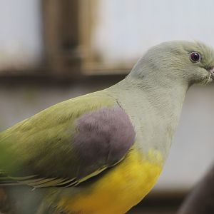 Bruce's green-pigeon - Treron waalia