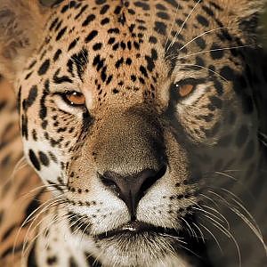 Bioparque M'Bopicuá - YouTube