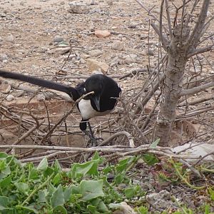 Bensergao - Maghreb magpie