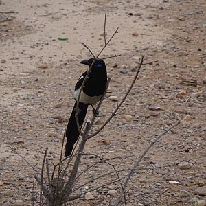 Bensergao - Maghreb magpie