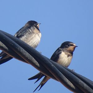 Beni Mellal - Barn swallow