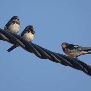 Beni Mellal - Barn swallow