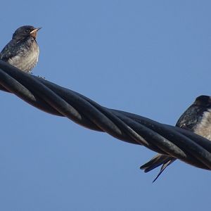 Beni Mellal - Barn swallow