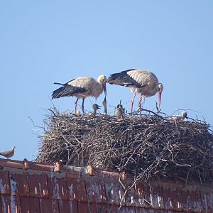 Ifrane - White stork