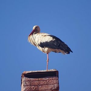 Ifrane - White stork