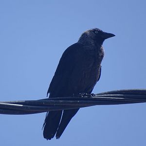 Ifrane - Jackdaw