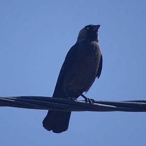 Ifrane - Jackdaw