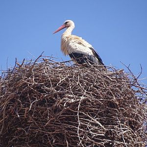 Ifrane - White stork