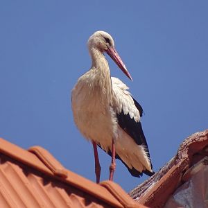 Ifrane - White stork