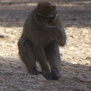 Ifrane - (Wild) Barbary macaque