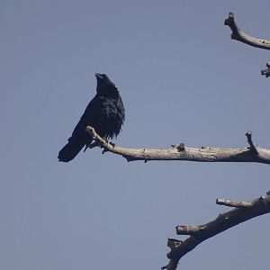 Ifrane - Raven