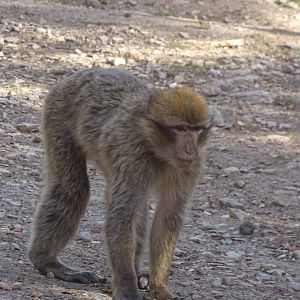 Ifrane - (Wild) Barbary macaque