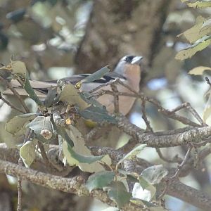 Ifrane - Common chaffinch