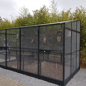 Enclosure Richardson's ground-squirrel