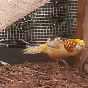 Golden pheasant - Yellow mutation