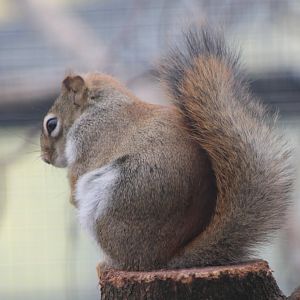 Hudson squirrel