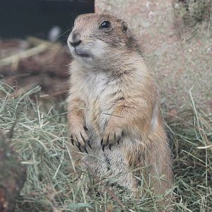 Black-tailed prairiedog