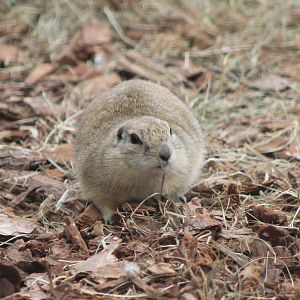 Richardson's ground-squirrel