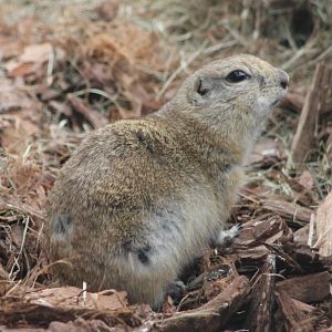 Richardson's ground-squirrel