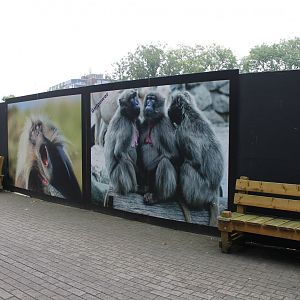 Screen covering Building-site new Gelada-enclosure