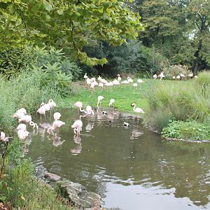 Flamingo-enclosure