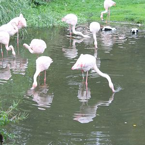Flamingo's