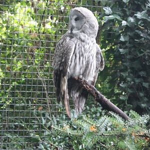 Great grey owl