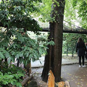 Viewing-window Amur leopard-enclosure