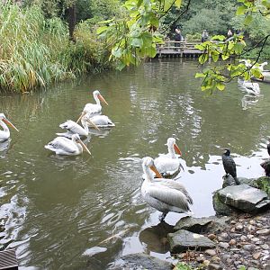 Pelican - Cormorant-pond