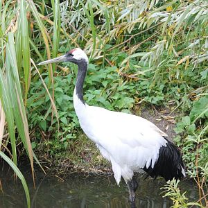 Red-crowned crane
