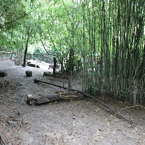 Enclosure Visayan warty hog