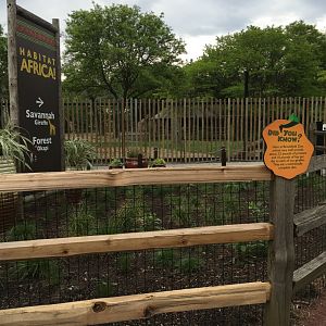 Giraffe Feeding Deck