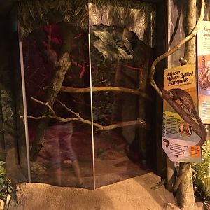 White-bellied Tree Pangolin exhibit
