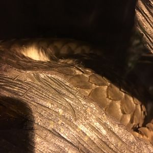 Sleeping Tree Pangolin