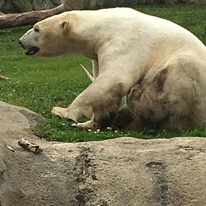 Hudson Polar Bear