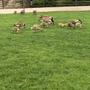 Geese and Chicks