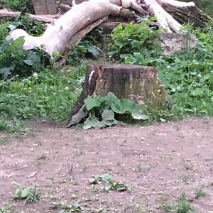 Can you Find The Wolf Pup?