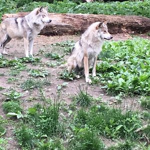Mexican Grey Wolves