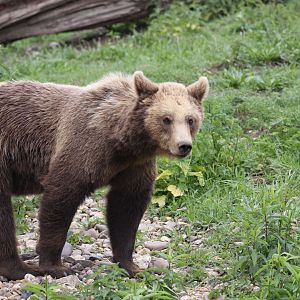 European brown bear