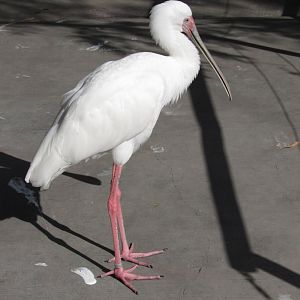 African Spoonbill