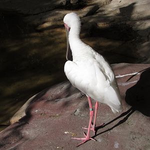 African Spoonbill