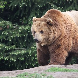 Kamchatka brown bear