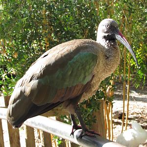 Hadada Ibis