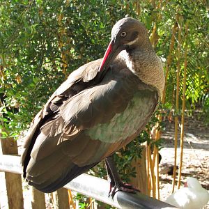 Hadada Ibis Preening
