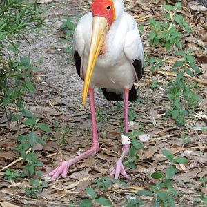 Yellow Billed Stork