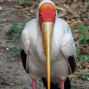 Yellow Billed Stork Portrait