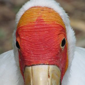 Yellow Billed Stork Face