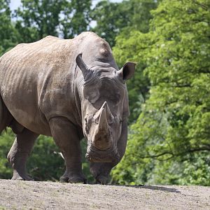 Southern white rhino
