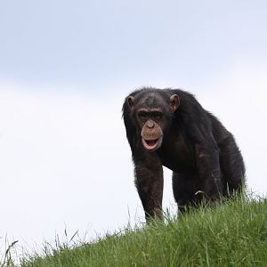 Chimpanzee