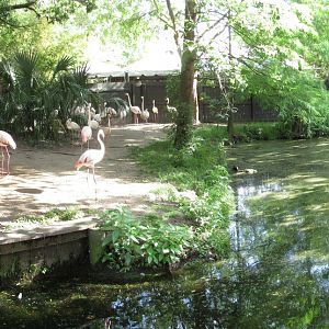 Greater Flamingo Exhibit